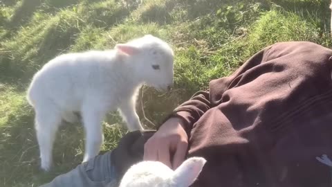 Cute Lamb Needs Attention