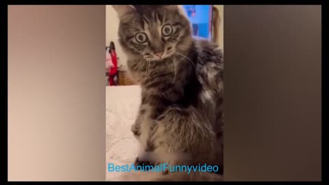 cat 🥰 #cute #rumbleshorts #funny #cat #cats #comedy #share #india #funnyvideo