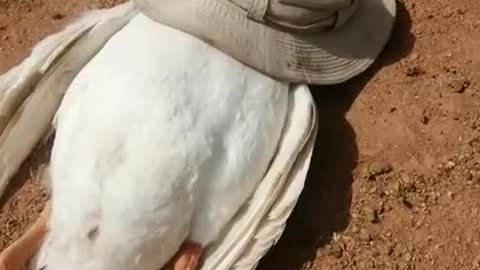 This duck pretending to dead HAHA
