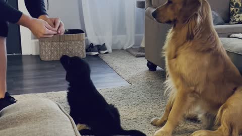 Parent Helps Puppy Learn New Trick
