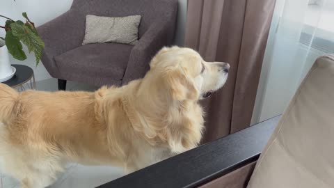 Golden Retriever and His Mom Playing Hide and Seek