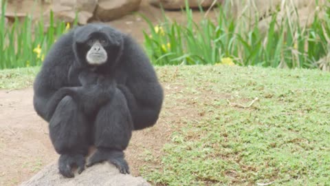 Baraka Fan Inspired Test Project Video of a Primate Monkey Ape Chimp Bonobo Evolution Chris Wells