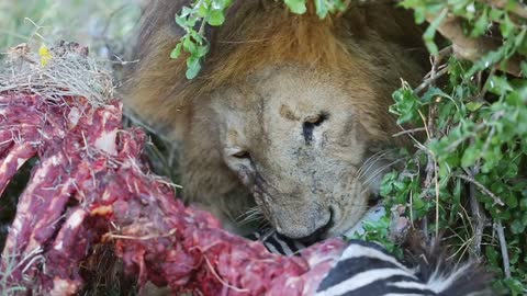 Large male lion eating zebra in Serengeti