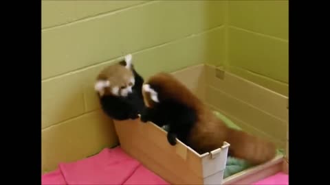 Adorable Red Panda: The Ultimate CUTEST Compilation
