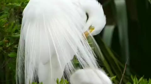 AMAZING SNOWY EGRET