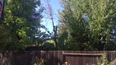 Neighbor's Tree Cut Fail