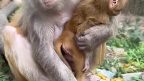 Playful Pranks: Monkeys in the Pack Teasing Baby Monkeys