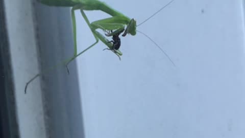 Praying Mantis Having a Snack #shorts