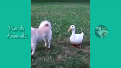 0:04 / 2:37 Funny animals - funny cats /dog - funny animal videos best videos of january 2024