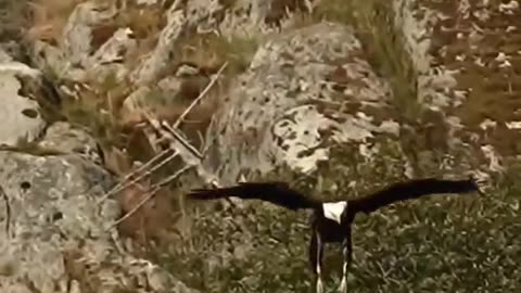 The eagle brid video shot clip