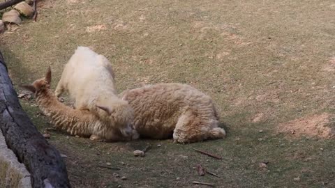 alpacas