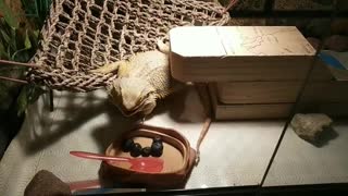 Bearded Dragon eating Blueberries | Cute Animal/Pet/lizard