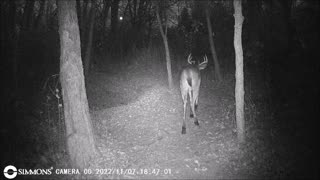 Backyard Trail Cams - 10 Point Buck
