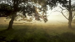 MORNING WALK Beautiful Relaxing Music For Stress Relief, Studying, Soothing And Meditation