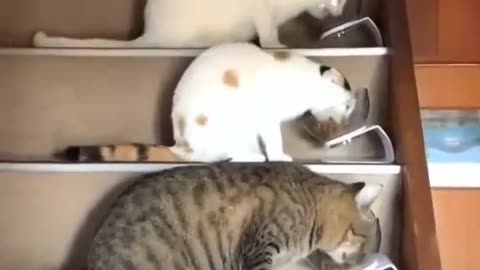 Cute cats video compilation 103
