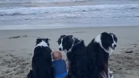 "Sea-side Shenanigans: A Boy and His Pawsome Pals"