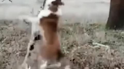 A powerful acrobatic amazing dog shows 2020