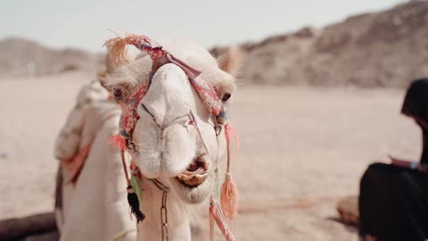Camel Chronicles 🐪