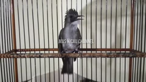 gray brinji bird(Hemixos flavala)