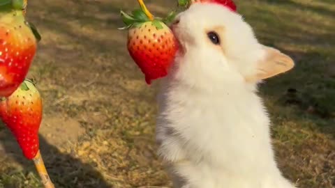 white Rabbit 🐰 eating strawberries very beautiful nature,