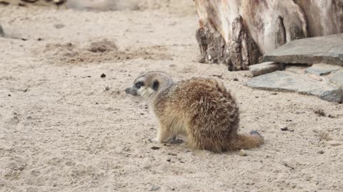 Cute little Baby Meercat looking for his next Dinner