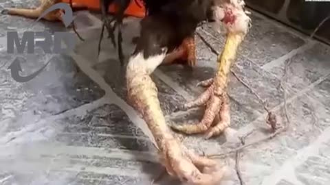 Chicken has four legs in amazing chicken video with freak deformity in Vietnam