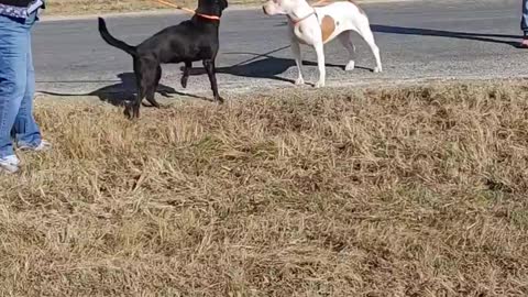 #1 black lab female January #43 white pit mix female December 2021