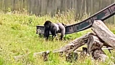 Ever seen a silverback gorilla going down a slide #silverback #gorilla #slide