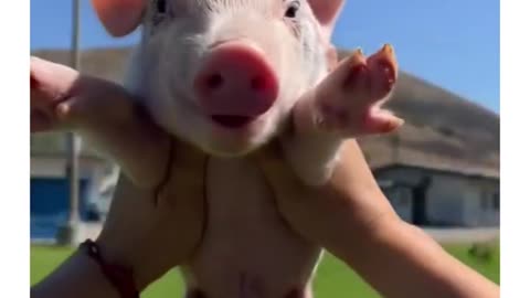 Look at its lil hooves! Cutie! Pig❤️