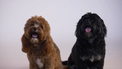 Two puppies side by side with their tongues out.