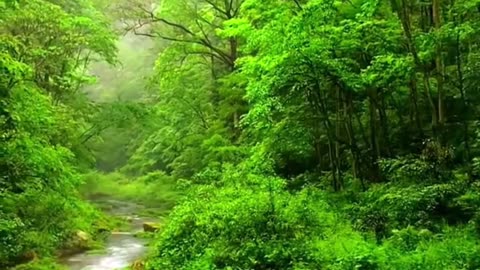 Enchanting Forest Serenity: A Visual Symphony of Nature's Beauty