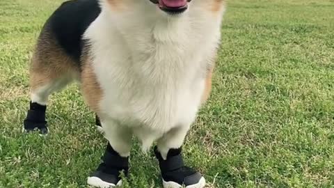 Testing out the new kicks from the first design-driven dog shoe