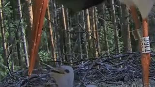 bird feeding its young