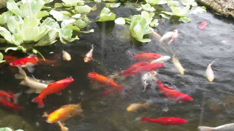 koi and goldfish pond 211003 in the rain
