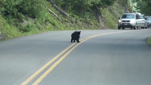 Bear Cubs Play in the Road - Too Cute