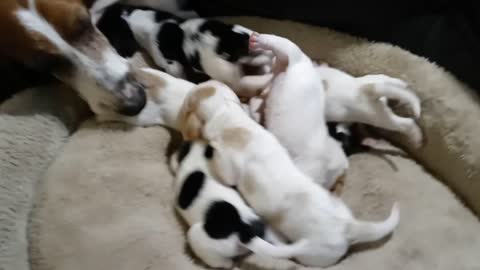 two week old basset hound puppies