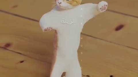 cat dancing video, cat vwry funny video