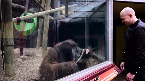 Orangutan amazes magic trick