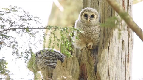 Barred owl calling to its owlets