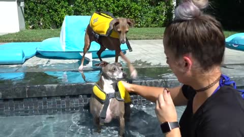 Teaching a dog how to swim