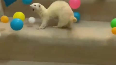 😱 Thera the Deaf Ferret gets a little ball pit surprise (WAIT FOR IT)