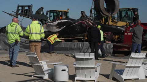Another endangered whale washes up along the Virginia coast