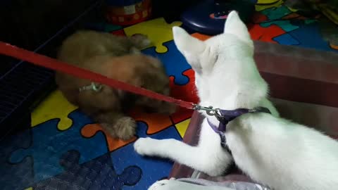 Dogs Fight