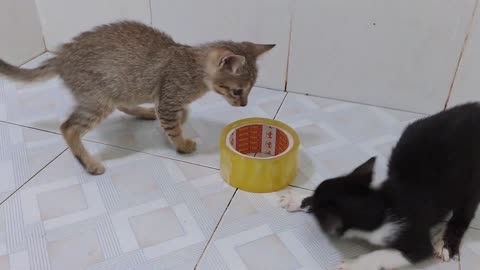 cute kittens playing together is fun