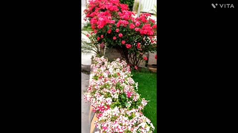 Multi Colour Petunia Flowers