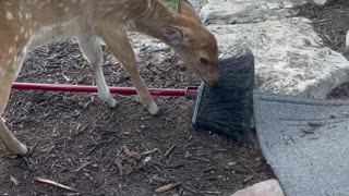 A fawn cleans up