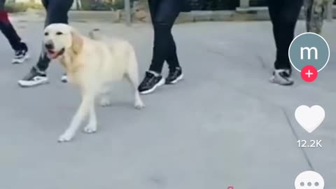 dog dancing sirtaki!! Super video for you