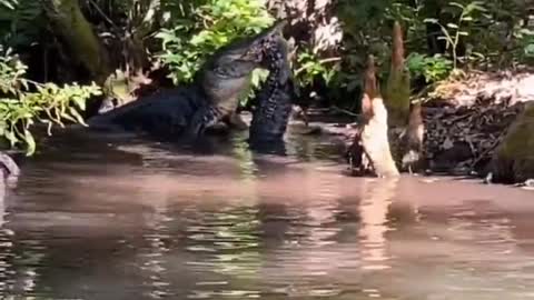 Amazônia Brazil