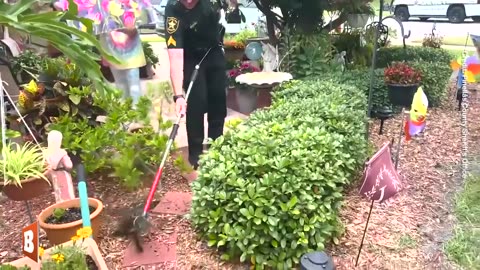 FL Deputies Safely Relocate BIG MAD Baby Gator from Resident's Bushes