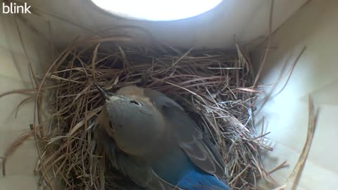 Bluebird laying 5th egg